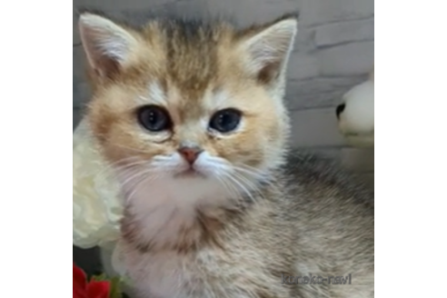 成約済の群馬県のブリティッシュショートヘア-73084の1枚目